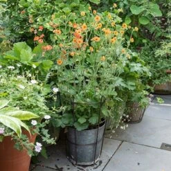 Perennial/bulb Planter With Support -GardenGlamour pr2000034023 card3 lg