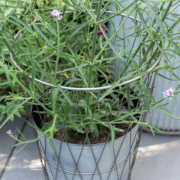 Planter In Lattice Basket Surround 6 Planter In Lattice Basket Surround - Image 4