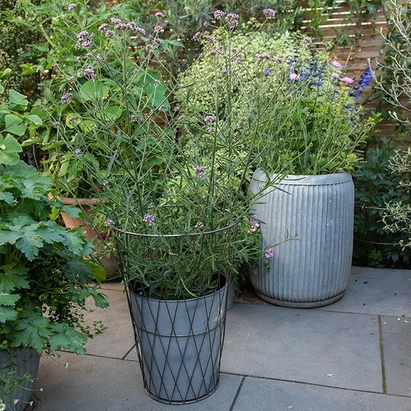 Planter In Lattice Basket Surround 7 Planter In Lattice Basket Surround - Image 5