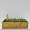 Brushed Brass Seed Tray -GardenGlamour pr2000034043