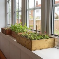 Brushed Brass Seed Tray -GardenGlamour pr2000034043 card4 lg