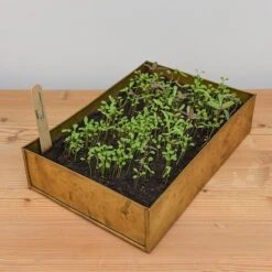 Brushed Brass Seed Tray -GardenGlamour pr2000034043 card5 lg