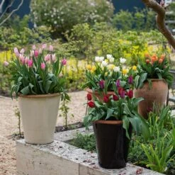 Glazed Terracotta Pot - Black 18 Glazed Terracotta Pot - Black -GardenGlamour pr2000034127 card8 lg