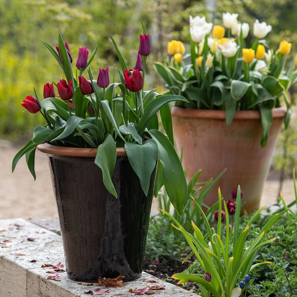 Glazed Terracotta Pot - Black 10 Glazed Terracotta Pot - Black - Image 8