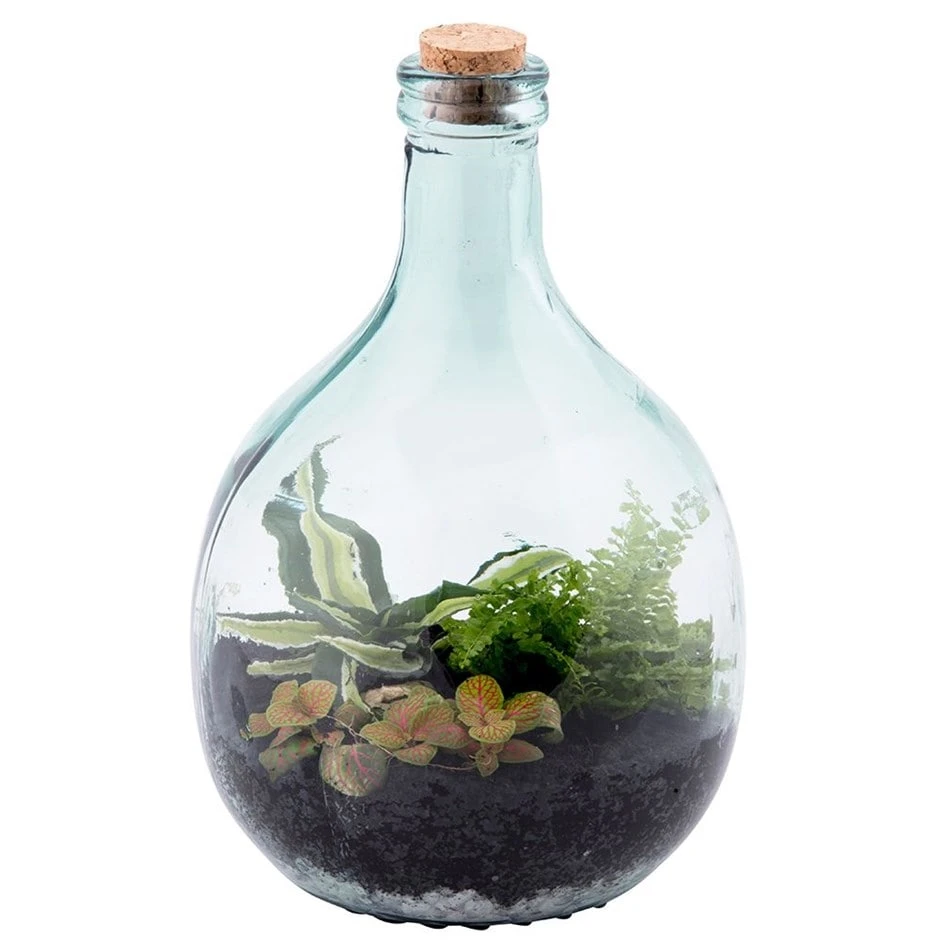Plant Terrarium Bottle 5 Litre Set 3 Plant Terrarium Bottle 5 Litre Set