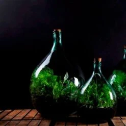Plant Terrarium Bottle 5 Litre Set 7 Plant Terrarium Bottle 5 Litre Set -GardenGlamour pr2000035301 card3 lg