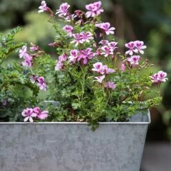 Galvanised Window Trough -GardenGlamour pr2000035781 card4 lg