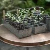 Galvanised Tray With 12 Grow Pods -GardenGlamour pr2000037486