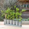 Galvanised Tray With 6 Tall Root Trainer Pods -GardenGlamour pr2000037489