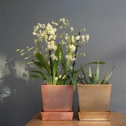 Square Brass Pot And Saucer -GardenGlamour pr2000037496 card3 lg