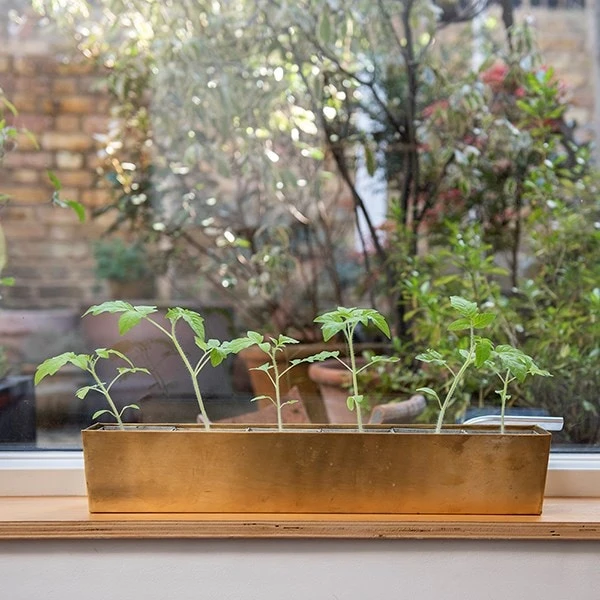 Brass Windowsill Tray With 6 Grow Pods 6 Brass Windowsill Tray With 6 Grow Pods - Image 4
