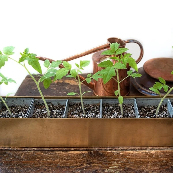 Brass Windowsill Tray With 6 Grow Pods 8 Brass Windowsill Tray With 6 Grow Pods - Image 6