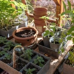 Galvanised Tray With 12 Large Grow Pods -GardenGlamour pr2000037508 card7 lg