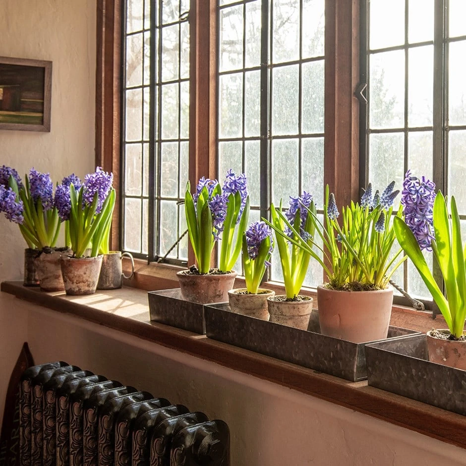 Grow Trays Landscape - Set Of 3 3 Grow Trays Landscape - Set Of 3