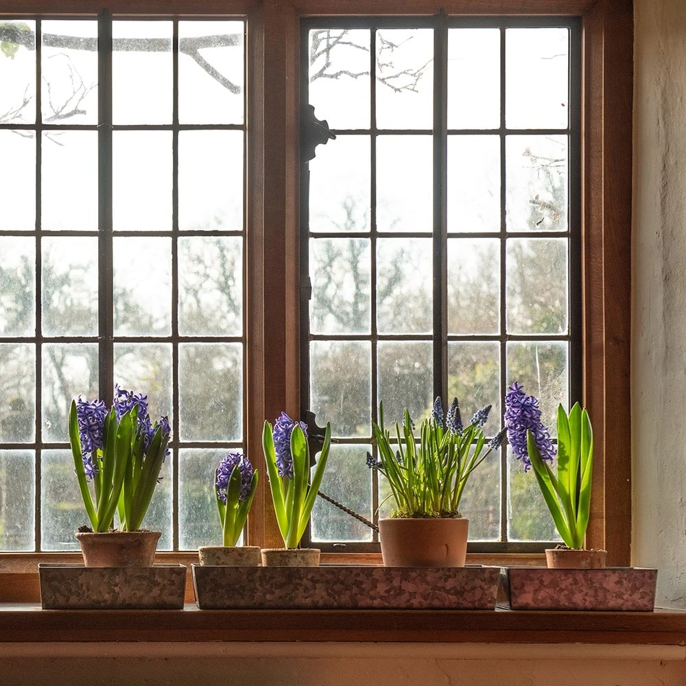 Grow Trays Landscape - Set Of 3 4 Grow Trays Landscape - Set Of 3 - Image 2