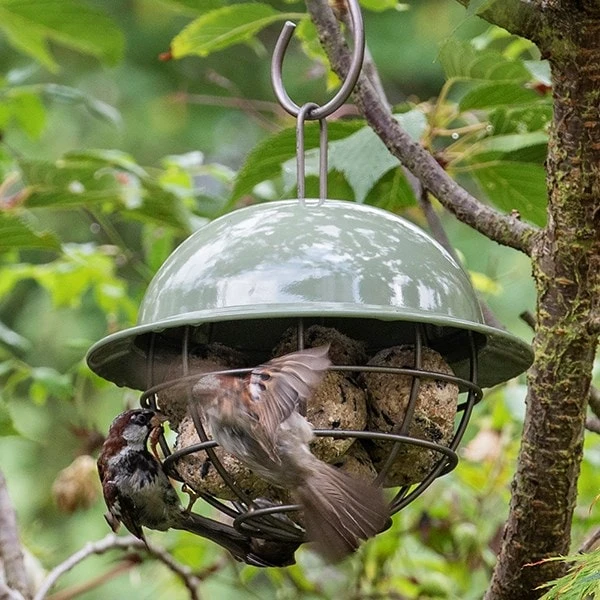 Birdie Fat Snax Feeder - Crocus Green 6 Birdie Fat Snax Feeder - Crocus Green - Image 4