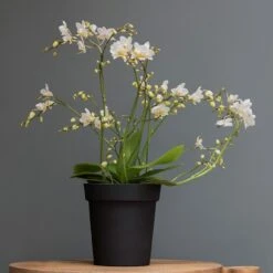 Charcoal Metal Plant Pot Cover With Enamel Interior