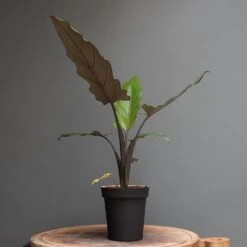 Charcoal Metal Plant Pot Cover With Enamel Interior 10 Charcoal Metal Plant Pot Cover With Enamel Interior -GardenGlamour pr2000037568 card3 lg