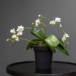 Charcoal Metal Plant Pot Cover With Enamel Interior 11 Charcoal Metal Plant Pot Cover With Enamel Interior -GardenGlamour pr2000037568 card4 lg