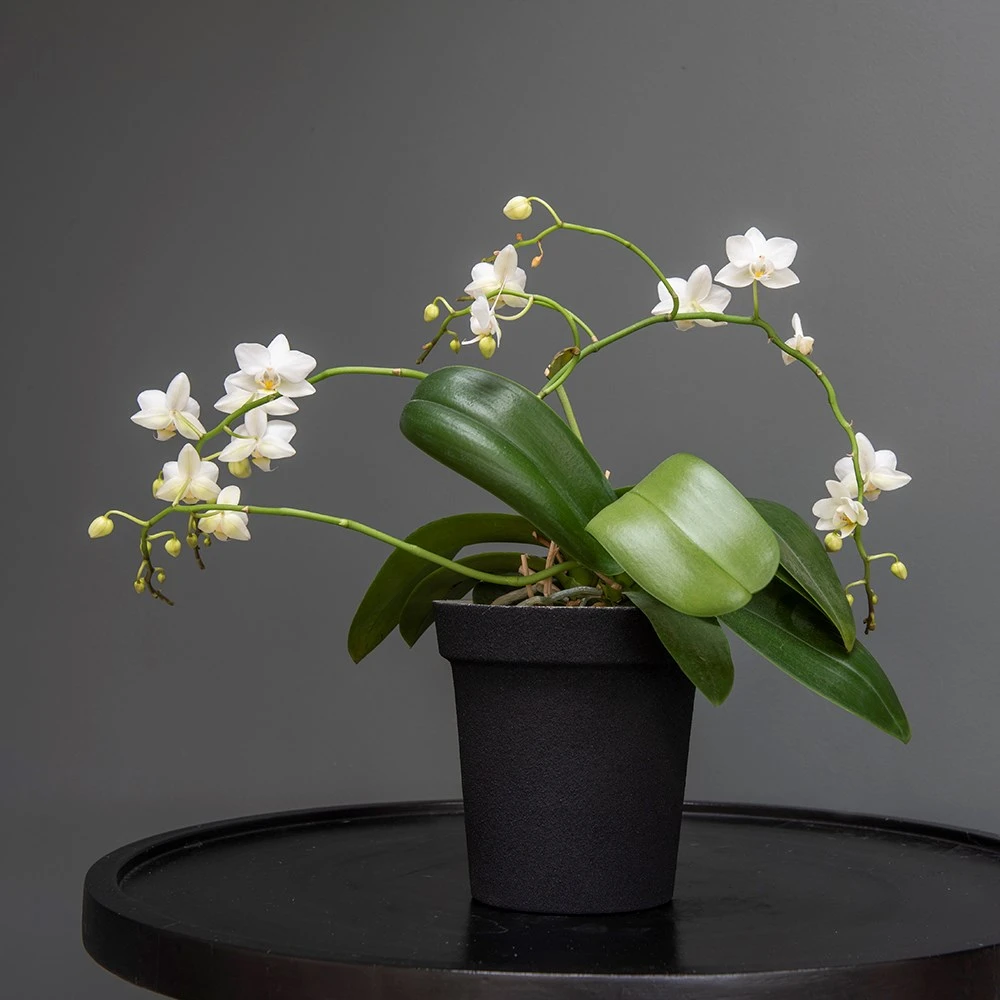 Charcoal Metal Plant Pot Cover With Enamel Interior 6 Charcoal Metal Plant Pot Cover With Enamel Interior - Image 4