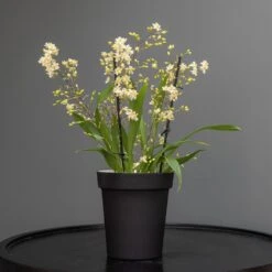 Charcoal Metal Plant Pot Cover With Enamel Interior 13 Charcoal Metal Plant Pot Cover With Enamel Interior -GardenGlamour pr2000037568 card6 lg