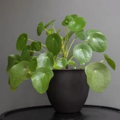 Matt Black Pot Cover With Polished Brass Interior -GardenGlamour pr2000037570 card3 lg