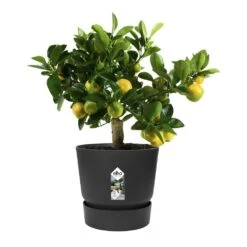 Greenville Round Pot Black -GardenGlamour pr2000038224 card4 lg