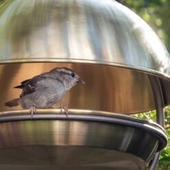 Brushed Brass Hanging Bird Feeding Dome -GardenGlamour pr2000040684 card5 lg