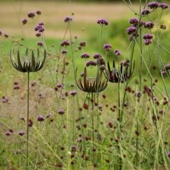 Flower Stake Tealight Holder - Antique Bronze -GardenGlamour pr2000040769 card7 lg