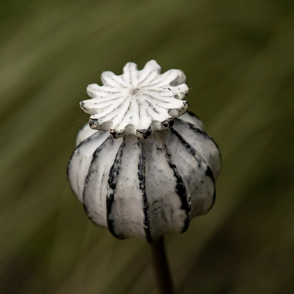 Perennial Plant/bulb Marking Stake Poppy Seed Head 6 Perennial Plant/bulb Marking Stake Poppy Seed Head - Image 4