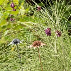 Scabiosa 'deadhead' Stake - Rust 11 Scabiosa 'deadhead' Stake - Rust -GardenGlamour pr2000041723 card5 lg