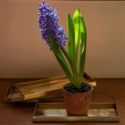 Brass Trays / Shelves - Set Of 4 9 Brass Trays / Shelves - Set Of 4 -GardenGlamour pr2000041737 card4 lg