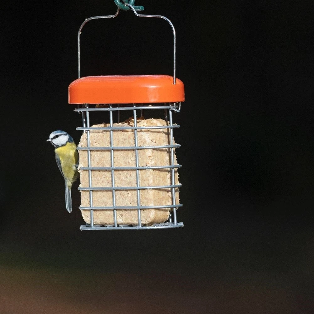 Premium Suet Feeder 4 Premium Suet Feeder - Image 2