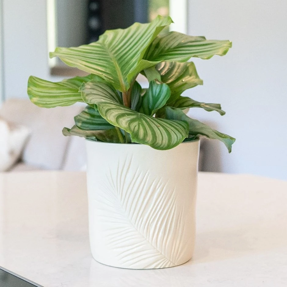 Stoneware Palm Plant Pot - Ivory 3 Stoneware Palm Plant Pot - Ivory