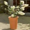 Terracotta Tall Flowerpot -GardenGlamour pr2000044713