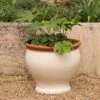 Ivory Bellied Planter -GardenGlamour pr2000045026
