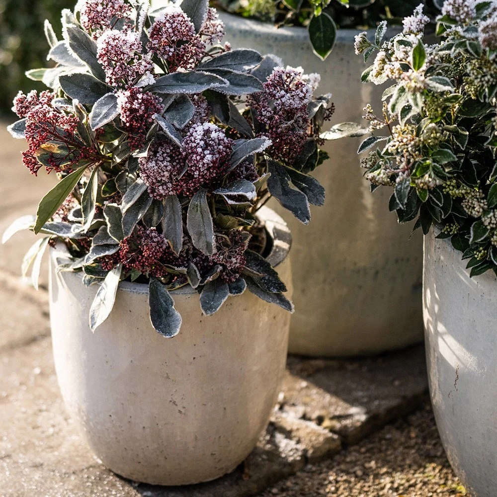 Glazed Ceramic Pot - White 7 Glazed Ceramic Pot - White - Image 5
