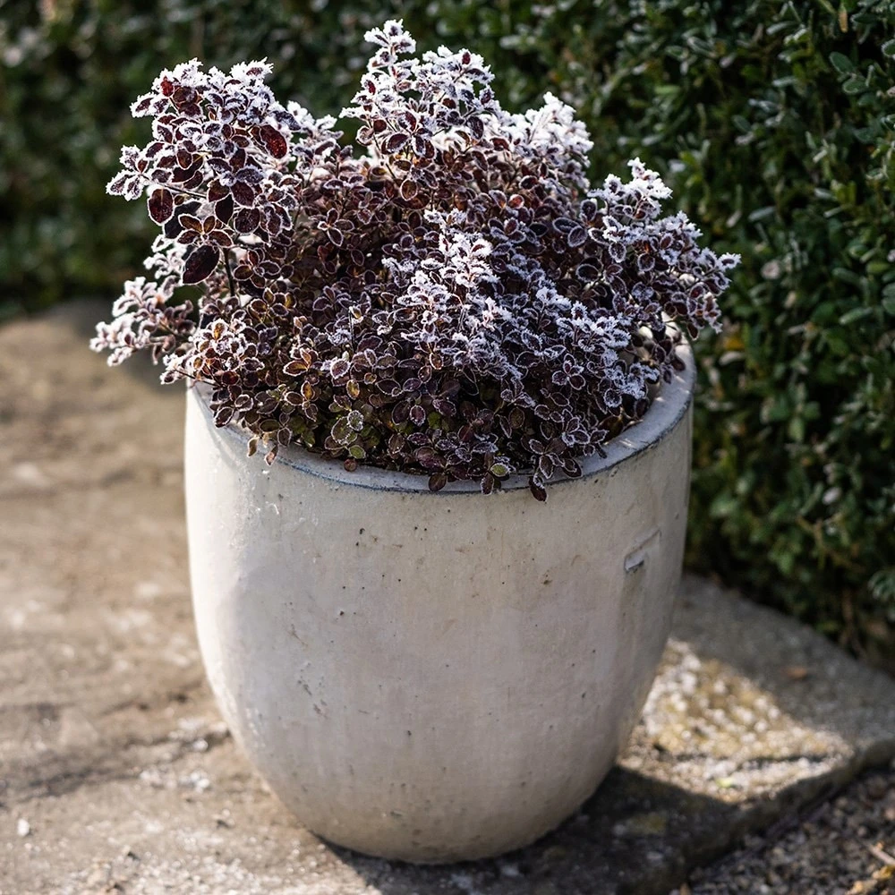 Glazed Ceramic Pot - White 8 Glazed Ceramic Pot - White - Image 6