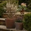 Tapered Terracotta Pot - Sandblasted -GardenGlamour pr2000046314