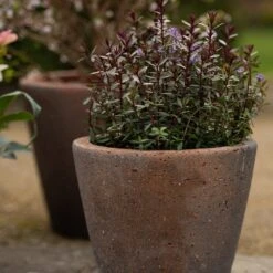 Tapered Terracotta Pot - Sandblasted 11 Tapered Terracotta Pot - Sandblasted -GardenGlamour pr2000046314 card3 lg