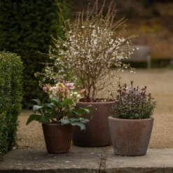 Tapered Terracotta Pot - Sandblasted 12 Tapered Terracotta Pot - Sandblasted -GardenGlamour pr2000046314 card4 lg