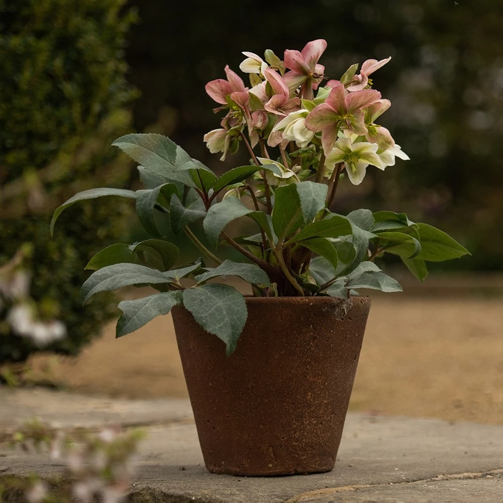 Tapered Terracotta Pot - Sandblasted 7 Tapered Terracotta Pot - Sandblasted - Image 5
