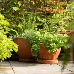 Terracotta Herb Pot And Saucer - Large -GardenGlamour pr2000046523 card4 lg