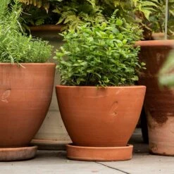 Terracotta Herb Pot And Saucer - Small