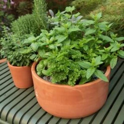 Terracotta Herb Bowl - Small -GardenGlamour pr2000046526 card4 lg