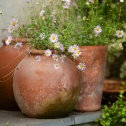 Terracotta Erigeron Pot - Large -GardenGlamour pr2000046528 card5 lg