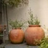 Terracotta Erigeron Pot - Small -GardenGlamour pr2000046529