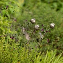 Poppy Seed Head Stake - Large Seed Head -GardenGlamour pr2000046971 card10 lg