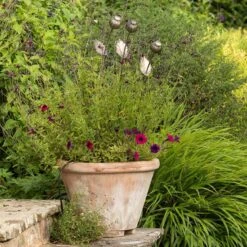 Poppy Seed Head Stake - Large Seed Head -GardenGlamour pr2000046971 card3 lg