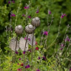 Poppy Seed Head Stake - Large Seed Head -GardenGlamour pr2000046971 card7 lg